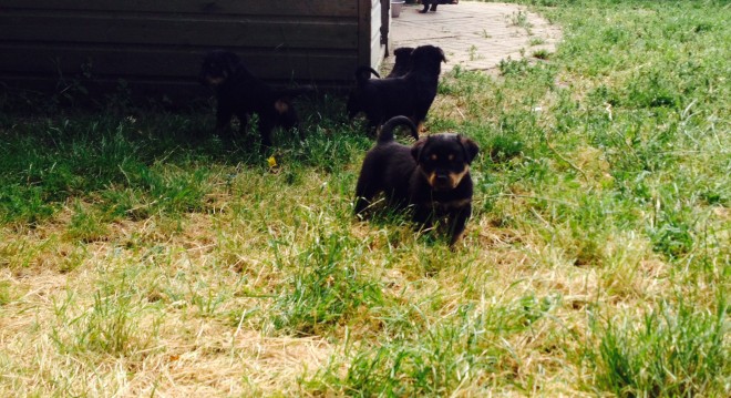 Rottweiler puppies ready to go to their new homes