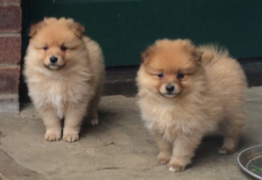 Pomeranian puppies ready to go to their new homes