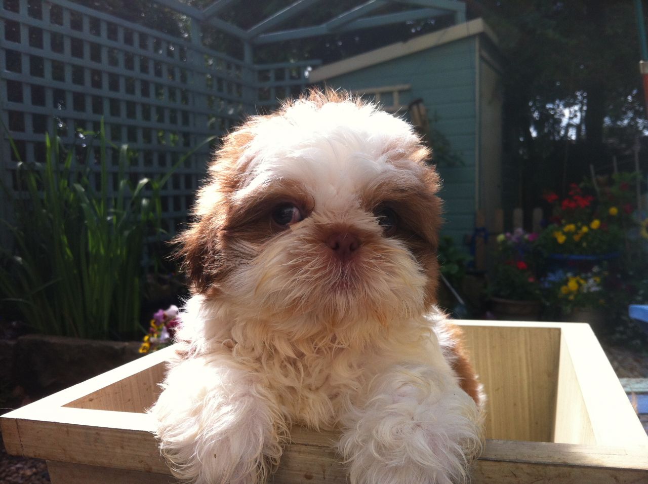 Shih Tzu  puppies ready to go to their new homes