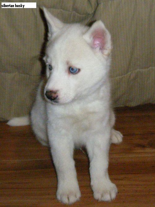 11 weeks old Siberian Husky in need for a good home