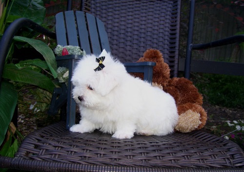 Lovely Tea Cup Maltese Puppies 