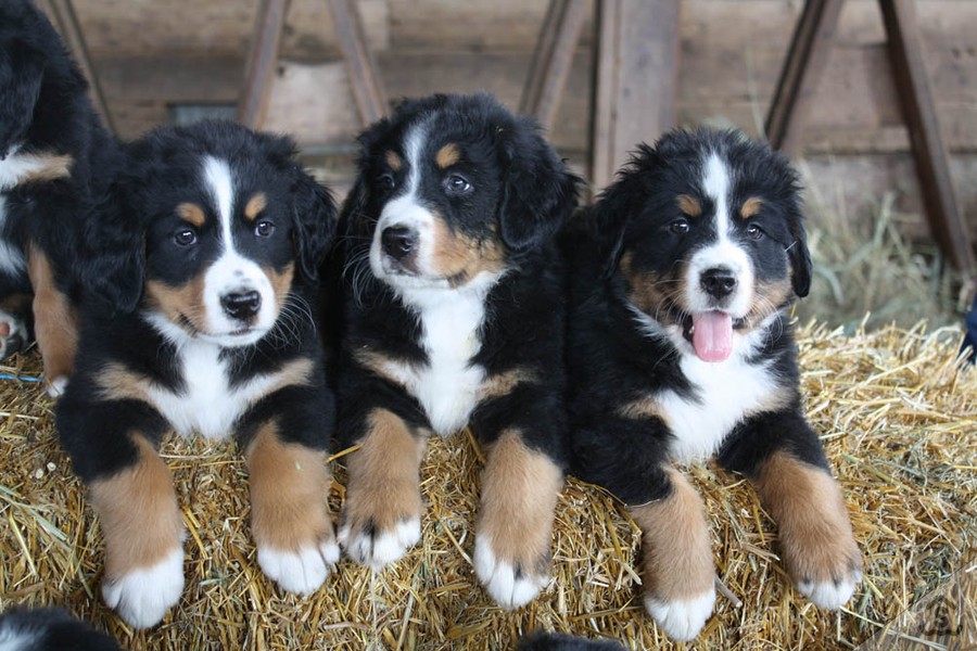 Beautiful Bernese Mountain Dog Puppies For Sale