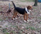 beagles puppies  for sale 