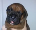 sell boxer puppies