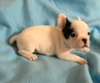 french bulldog pup for sale