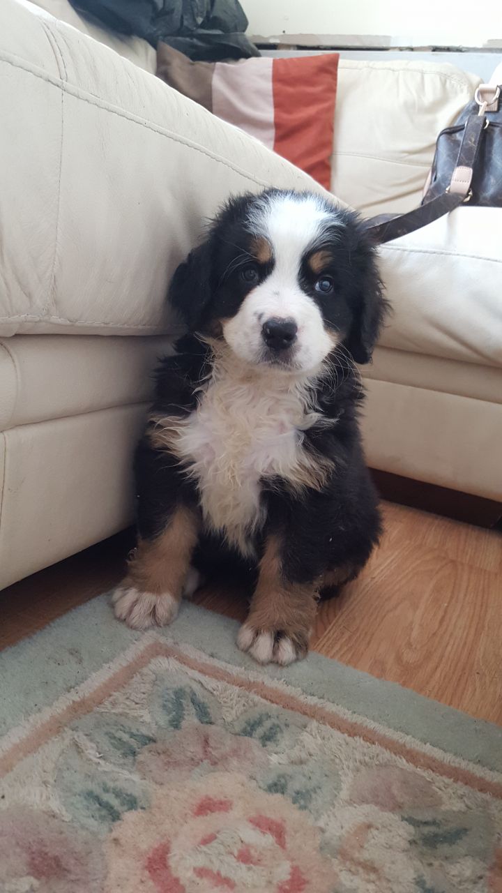 Beautiful Bernese Mountain Dog Puppies For Sale