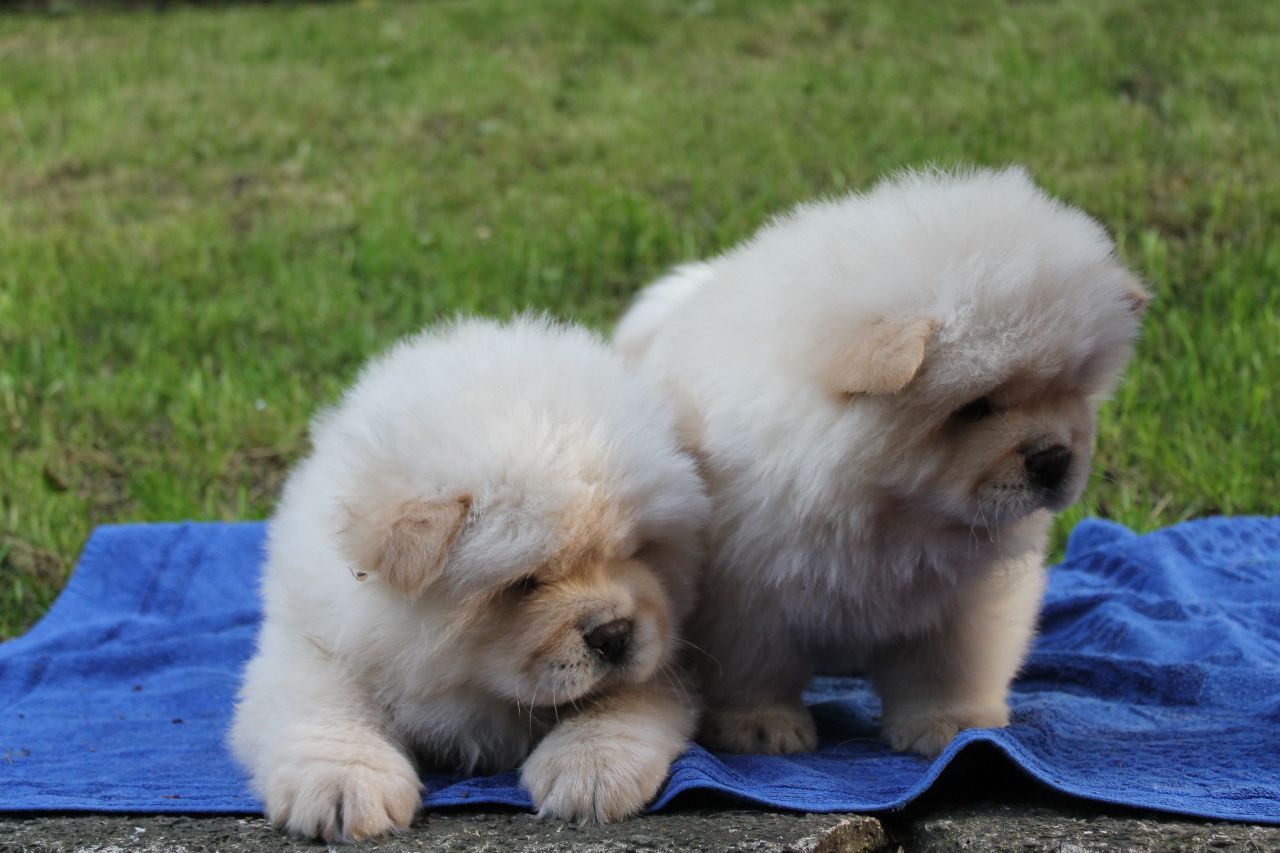 Pure Breed Chow Chow Puppies