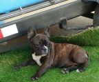 frenchie for sale Ireland