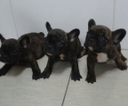 french bulldogs Puppies