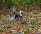 Dog for sale breed Beagle 