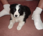 Border collies for sale
