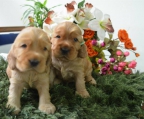 males and females pups  cocker spaniel 