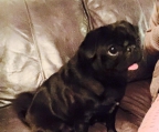 Puppies Pug black for sale