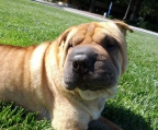  shar pei puppies for sale