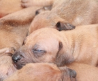 Puppies sales Rhodesian ridgeback