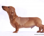 male for sale dachshund