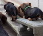 puppies for sale dachshund