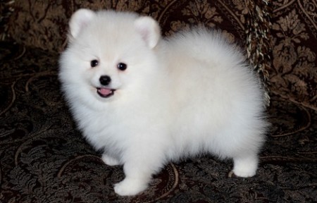 Male and female Pomeranian Puppies