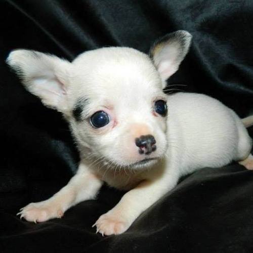  Did you mean: Chihuahua Macho Meses Excelente Mascota Chihuahua Dog Excellent Machito Months