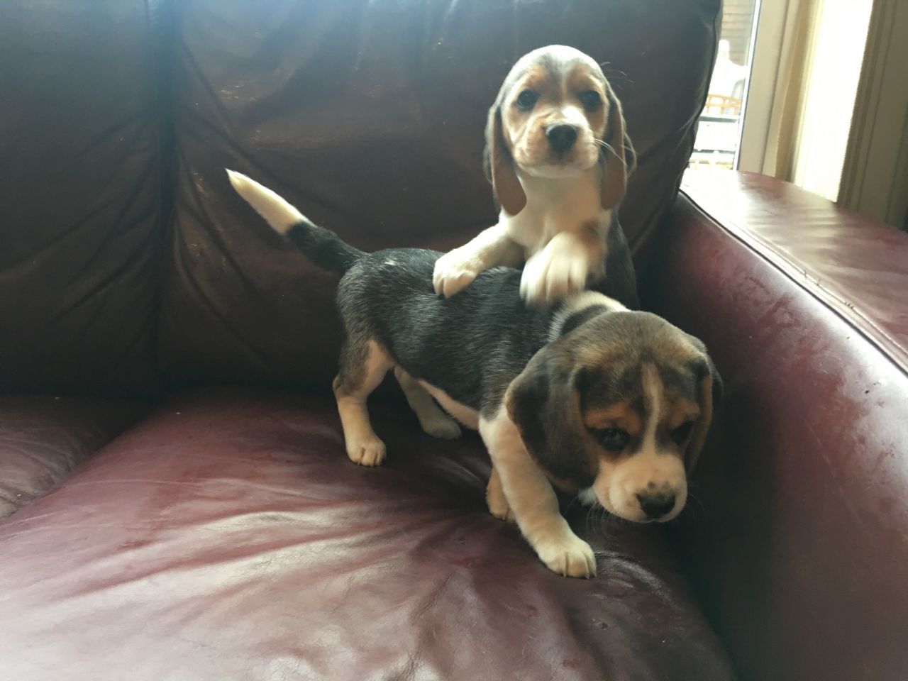 Home Bred Beagles puppies