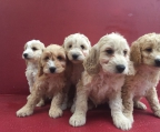 Cockapoo pups for sale