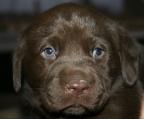 Puppies Labrador Retriever for sale