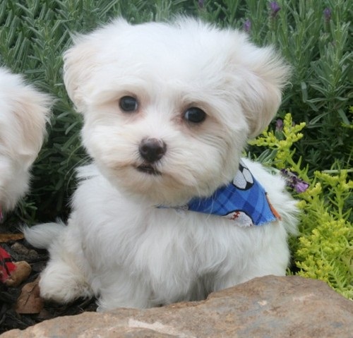 Healthy Cute Teacup Maltese puppies  
