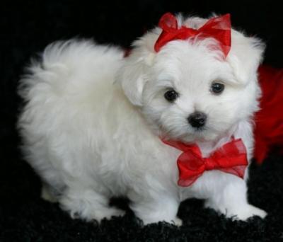 Healthy Cute Teacup Maltese puppies FoR Free Adoption