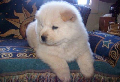 Nice Chow Chow puppies for a family home