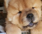 chow chow ready in a week
