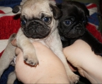 Beautiful Fawn And Black Pug Puppies For Sale