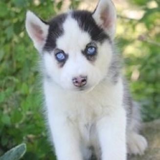 Puppy for sale Siberian Husky blue eyes