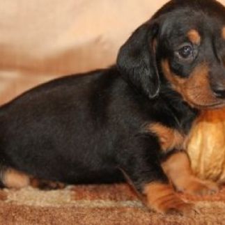 Gorgeous Dachshund puppies. Ready to deliver. Purebred