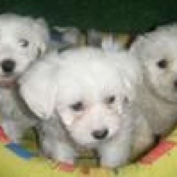 Coton de Tulear, lovely litter, 2 female and 1 male
