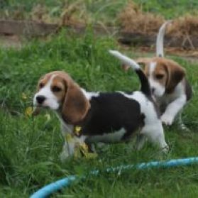 For sale, special quality beagle litter