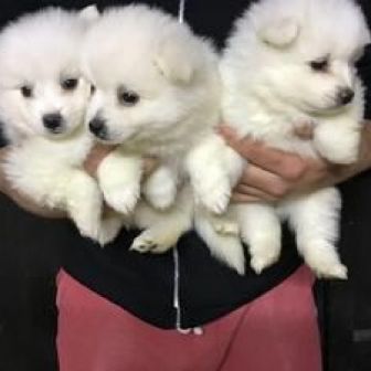 Last puppies available from Japanese SPITZ, good price