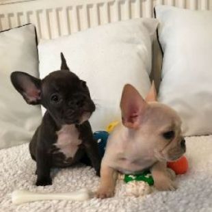 2 Puppies French Bulldog black and fawn