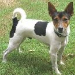 Beautiful litters of FOX TERRIER, we have males and females