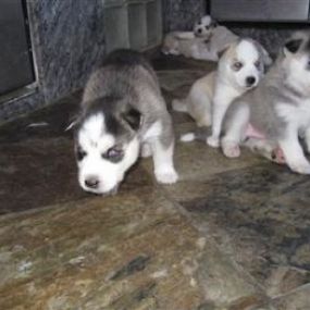 Alaskan malamute Puppies breed friendly and very affectionate breed