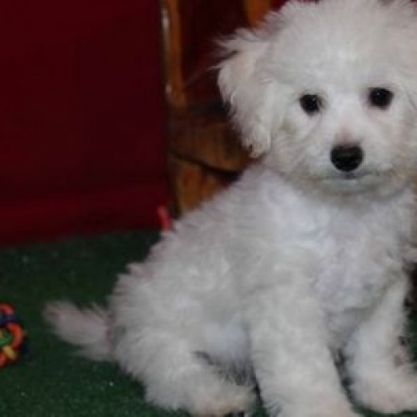 White poodle puppie for sale