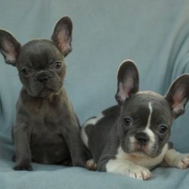 2 small French bulldog puppies, 3 months old