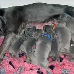 Amazing Great Dane puppies for sale