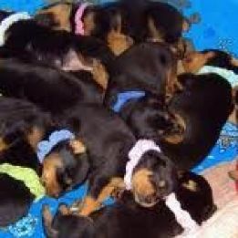dachshundWe have puppies from an dachshund litter for sale