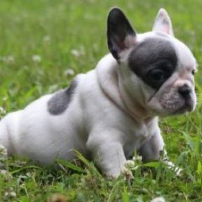  Gorgeous FRENCH bulldog puppies in various colors