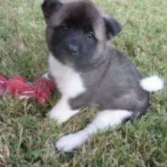 keeshond puppies for sale
