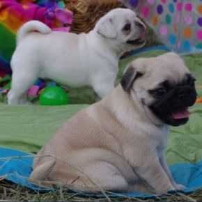 we have pug puppies in various colors, very good price
