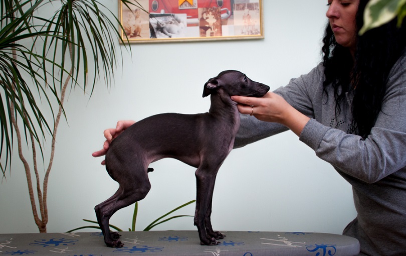 Gorgeous Italian greyhound puppy