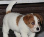 Jack russell for sale