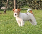 Jack russell terrier dogs