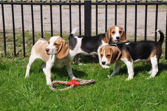 Beagle puppies ready to go to their new homes